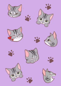 American Shorthair cute cat