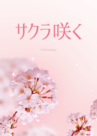 Cherry Blooms -Pink-