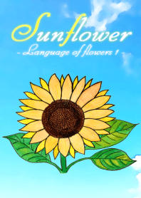Sunflower -Language of flowers-
