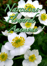 Tema Anemone Bunga Narcissus (hijau)
