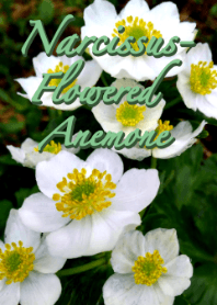 Narcissus-flowered Anemone Theme (green)