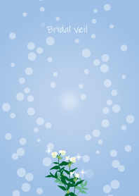 June birth flower,Bridal veil