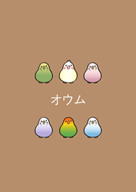 我養的小鸚鵡(奶茶色)