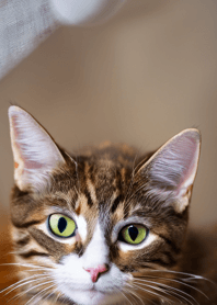 nyanko great runaway#cbhaz121