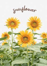 sunflower_03