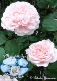 My garden, My rose_Masako Eglantine_3
