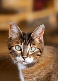 Cats run wild #CJVaG211.