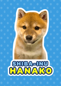 しばいぬハナコ【柴犬写真*a11】