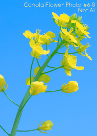 Canola Flower Photo#6-8Not AI