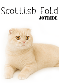 Scottish Fold3