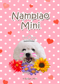 Toy poodle "NAMPLAO"