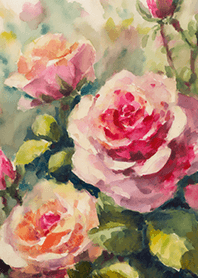 Beautiful rose flower(R4441)