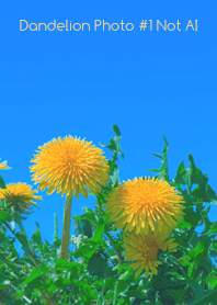 Dandelion Photo #1-19Not AI