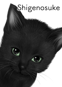 Shigenosuke Cute black cat kitten