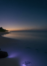 夕陽海邊 椰子樹 ZXFHu