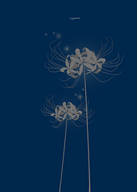 Lycoris gray Background blue