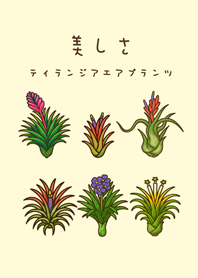 Air Plants flowering(light yellow)