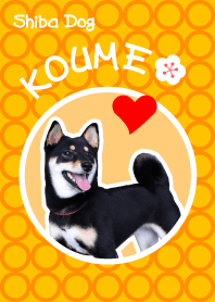 SHIBA-Dog KOUME 1(Eng ver.)