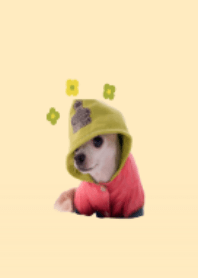 簡小寶