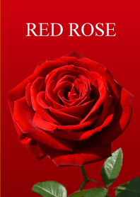 一輪の赤い薔薇