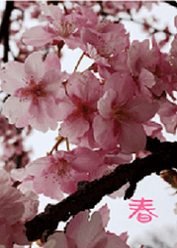 spring sakura sakura