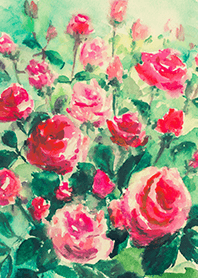 Beautiful rose flower(R4940)