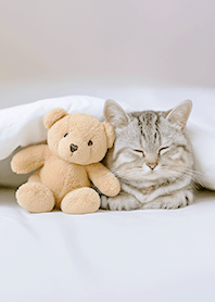 sleeping cat and teddy bear