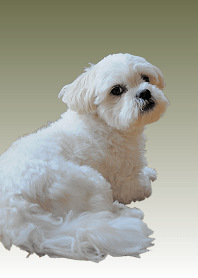 マルシーズ犬だよ