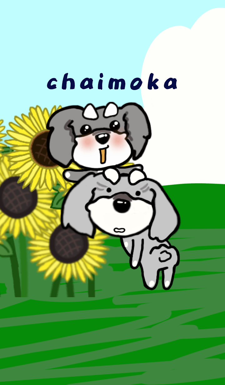 schnauzer chaimoka 4