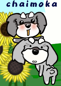 シュナウザー チャイモカ 4