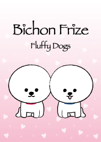 Bichon Frize