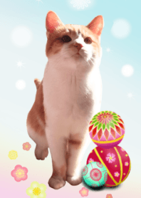 red tabby and white cat