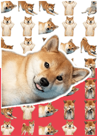 柴犬真人表演 紅白色
