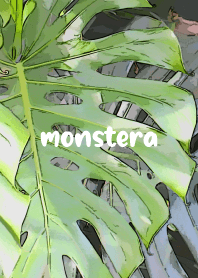 Big Monstera.