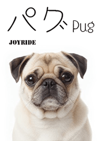 Pug 02