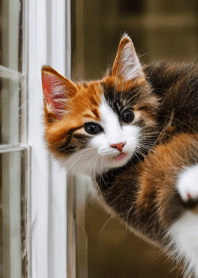 nyanko great runaway#mptba018