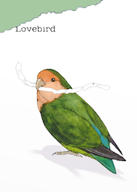 Pii-chan of the lovebird