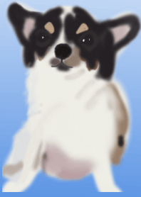 black&white dog Chihuahua 2