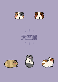 My virtual guinea pig(Morandi purple)