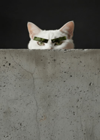 海苔眉毛の白い猫