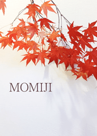 Maple leaves in autumn10.