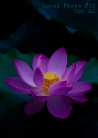 Lotus Photo #10-1 NotAI
