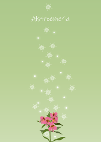 June birth flower,Alstroemeria