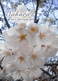 春の桜