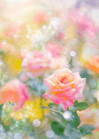 Beautiful rose flower(R1958)