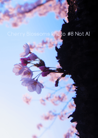 Cherry Blossoms Photo #8-10 NotAI