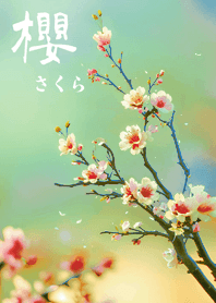 일본의 매우 아름다운 벚꽃(연두색)