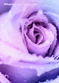 Beautiful purple rose