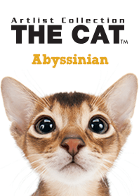 THE CAT Abyssinian