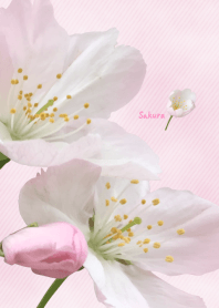 Sakura ~Pink coloring photograph~